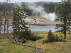I think this was across the street from Mud Volcano. The buffalo seemed to be drawn to the springs areas.